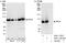 Anaphase Promoting Complex Subunit 4 antibody, A301-176A, Bethyl Labs, Western Blot image 