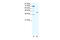 Fos Proto-Oncogene, AP-1 Transcription Factor Subunit antibody, 31-160, ProSci, Western Blot image 