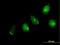 Golgin A5 antibody, H00009950-B01P, Novus Biologicals, Immunofluorescence image 