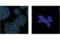 Catenin Delta 1 antibody, 59854S, Cell Signaling Technology, Immunocytochemistry image 
