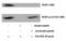 Fms Related Tyrosine Kinase 1 antibody, PA5-40252, Invitrogen Antibodies, Western Blot image 