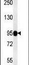 Semaphorin 6A antibody, PA5-24599, Invitrogen Antibodies, Western Blot image 