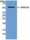 Pim-1 Proto-Oncogene, Serine/Threonine Kinase antibody, LS-C295921, Lifespan Biosciences, Western Blot image 