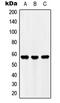 Ubiquitin Family Domain Containing 1 antibody, LS-B13632, Lifespan Biosciences, Western Blot image 