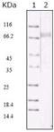 KSHV ORF45 antibody, NBP2-37685, Novus Biologicals, Western Blot image 