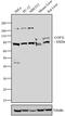 COP II antibody, PA1-069A, Invitrogen Antibodies, Western Blot image 