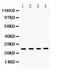 High Mobility Group Box 1 antibody, PA5-79373, Invitrogen Antibodies, Western Blot image 