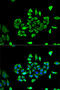 Chloride Voltage-Gated Channel 5 antibody, 19-806, ProSci, Immunofluorescence image 