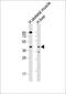 ARP4 antibody, 63-837, ProSci, Western Blot image 