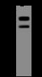 Par-6 Family Cell Polarity Regulator Alpha antibody, 200175-T32, Sino Biological, Western Blot image 