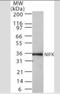 Nucleolar Protein Interacting With The FHA Domain Of MKI67 antibody, NBP2-33233, Novus Biologicals, Western Blot image 