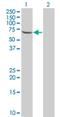 Testis Associated Actin Remodelling Kinase 2 antibody, H00010420-M04, Novus Biologicals, Western Blot image 