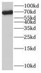 Sec1 family domain-containing protein 1 antibody, FNab07629, FineTest, Western Blot image 