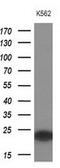 Myosin Light Chain 4 antibody, MA5-26892, Invitrogen Antibodies, Western Blot image 