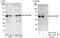 SAP30 Binding Protein antibody, NBP1-47298, Novus Biologicals, Western Blot image 