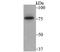 SUMO Specific Peptidase 1 antibody, NBP2-76867, Novus Biologicals, Western Blot image 