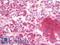 Mitochondria antibody, LS-B8523, Lifespan Biosciences, Immunohistochemistry paraffin image 