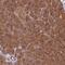 Hook Microtubule Tethering Protein 2 antibody, NBP2-47429, Novus Biologicals, Immunohistochemistry frozen image 