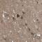 Protocadherin Gamma Subfamily A, 1 antibody, PA5-52603, Invitrogen Antibodies, Immunohistochemistry frozen image 