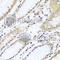 WD Repeat Domain 48 antibody, A6854, ABclonal Technology, Immunohistochemistry paraffin image 