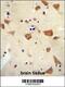Olfactory Receptor Family 2 Subfamily Z Member 1 antibody, 55-599, ProSci, Immunohistochemistry frozen image 