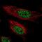 Ariadne RBR E3 Ubiquitin Protein Ligase 2 antibody, NBP2-57159, Novus Biologicals, Immunocytochemistry image 