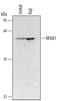 Nuclear Factor Kappa B Subunit 1 antibody, MAB2697, R&D Systems, Western Blot image 