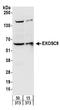 EXOSC9 antibody, A303-888A, Bethyl Labs, Western Blot image 