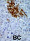 Pregnancy Up-Regulated Nonubiquitous CaM Kinase antibody, abx033173, Abbexa, Western Blot image 