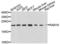 RAB18, Member RAS Oncogene Family antibody, LS-C346067, Lifespan Biosciences, Western Blot image 