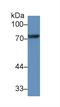 C-X3-C Motif Chemokine Ligand 1 antibody, LS-C305044, Lifespan Biosciences, Western Blot image 