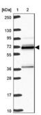 Heterogeneous Nuclear Ribonucleoprotein L antibody, NBP2-38675, Novus Biologicals, Western Blot image 