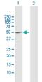 BCL3 Transcription Coactivator antibody, H00000602-D01P, Novus Biologicals, Western Blot image 