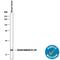 Serum Amyloid A1 antibody, AF2948, R&D Systems, Western Blot image 