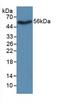 Nicotinamide Phosphoribosyltransferase antibody, LS-C314204, Lifespan Biosciences, Western Blot image 