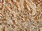 Aldose reductase antibody, CSB-PA204064, Cusabio, Immunohistochemistry frozen image 