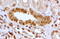 ATPase Sarcoplasmic/Endoplasmic Reticulum Ca2+ Transporting 2 antibody, 43-428, ProSci, Enzyme Linked Immunosorbent Assay image 