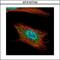 Anillin Actin Binding Protein antibody, GTX107742, GeneTex, Immunofluorescence image 