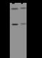 Trimethyllysine Hydroxylase, Epsilon antibody, 200209-T40, Sino Biological, Western Blot image 