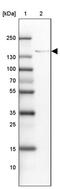ADAMTS Like 1 antibody, PA5-63442, Invitrogen Antibodies, Western Blot image 