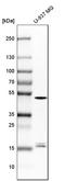 ICE antibody, HPA003056, Atlas Antibodies, Western Blot image 