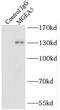 Bifunctional protein NCOAT antibody, FNab05163, FineTest, Immunoprecipitation image 
