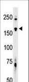 TRAF2 And NCK Interacting Kinase antibody, LS-C98728, Lifespan Biosciences, Western Blot image 