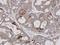 E74 Like ETS Transcription Factor 3 antibody, LS-C185351, Lifespan Biosciences, Immunohistochemistry paraffin image 