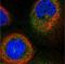 Dynactin Subunit 2 antibody, NBP1-85278, Novus Biologicals, Immunocytochemistry image 