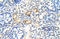 RNA Binding Motif Protein 4B antibody, orb324927, Biorbyt, Immunohistochemistry paraffin image 