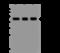 PTGES3L-AARSD1 Readthrough antibody, 201256-T36, Sino Biological, Western Blot image 