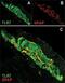 Toll Like Receptor 7 antibody, PA1-28109, Invitrogen Antibodies, Immunofluorescence image 