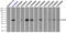 Fc Fragment Of IgG Receptor IIa antibody, LS-C114740, Lifespan Biosciences, Immunoprecipitation image 