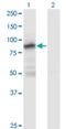 Zinc Finger Protein 287 antibody, H00057336-M12, Novus Biologicals, Western Blot image 